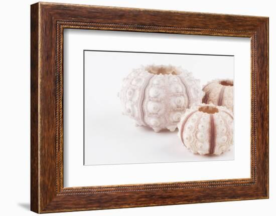 So Pure Collection - Beautiful White Sea Urchin shells II-Philippe Hugonnard-Framed Photographic Print