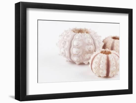 So Pure Collection - Beautiful White Sea Urchin shells II-Philippe Hugonnard-Framed Photographic Print