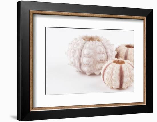 So Pure Collection - Beautiful White Sea Urchin shells II-Philippe Hugonnard-Framed Photographic Print