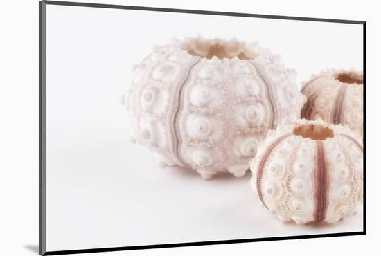 So Pure Collection - Beautiful White Sea Urchin shells II-Philippe Hugonnard-Mounted Photographic Print