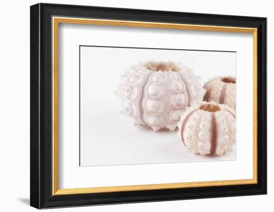 So Pure Collection - Beautiful White Sea Urchin shells II-Philippe Hugonnard-Framed Photographic Print