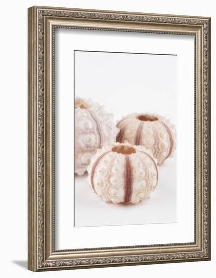 So Pure Collection - Beautiful White Sea Urchin shells III-Philippe Hugonnard-Framed Photographic Print