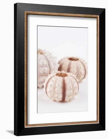 So Pure Collection - Beautiful White Sea Urchin shells III-Philippe Hugonnard-Framed Photographic Print