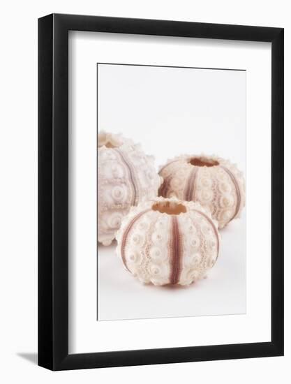 So Pure Collection - Beautiful White Sea Urchin shells III-Philippe Hugonnard-Framed Photographic Print