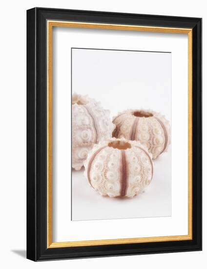 So Pure Collection - Beautiful White Sea Urchin shells III-Philippe Hugonnard-Framed Photographic Print