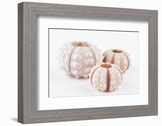 So Pure Collection - Beautiful White Sea Urchin shells-Philippe Hugonnard-Framed Photographic Print