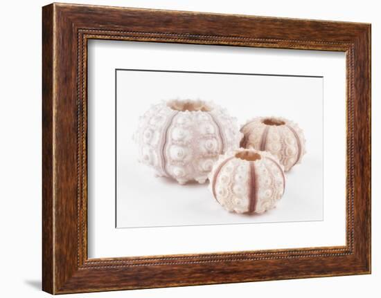 So Pure Collection - Beautiful White Sea Urchin shells-Philippe Hugonnard-Framed Photographic Print