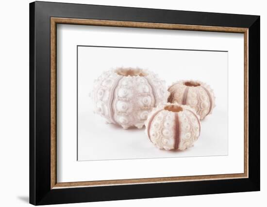 So Pure Collection - Beautiful White Sea Urchin shells-Philippe Hugonnard-Framed Photographic Print