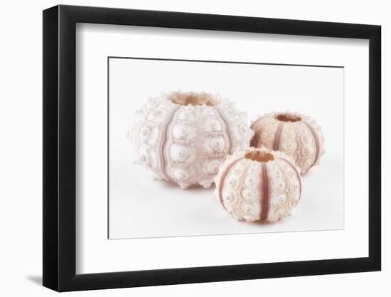 So Pure Collection - Beautiful White Sea Urchin shells-Philippe Hugonnard-Framed Photographic Print