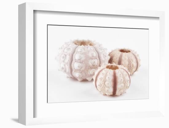 So Pure Collection - Beautiful White Sea Urchin shells-Philippe Hugonnard-Framed Photographic Print