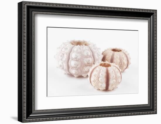 So Pure Collection - Beautiful White Sea Urchin shells-Philippe Hugonnard-Framed Photographic Print