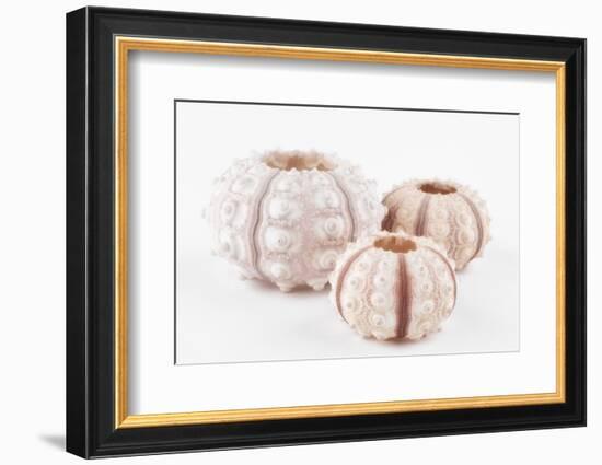 So Pure Collection - Beautiful White Sea Urchin shells-Philippe Hugonnard-Framed Photographic Print