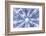 So Pure Collection - Blue Sea Urchin Shell Close-up-Philippe Hugonnard-Framed Photographic Print