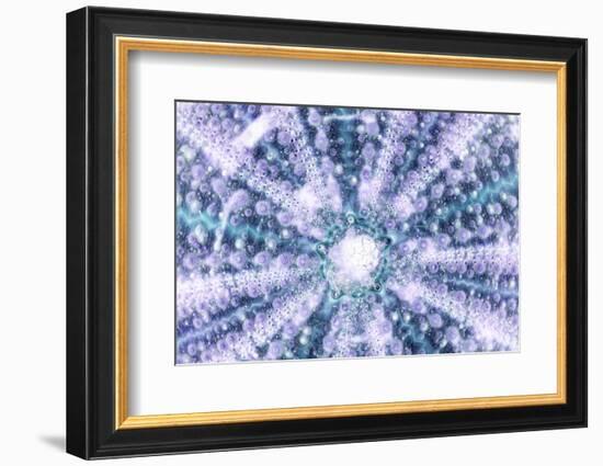 So Pure Collection - Blue Sea Urchin Shell Close-up-Philippe Hugonnard-Framed Photographic Print