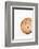 So Pure Collection - Close-up of Mitra Compressum-Philippe Hugonnard-Framed Photographic Print