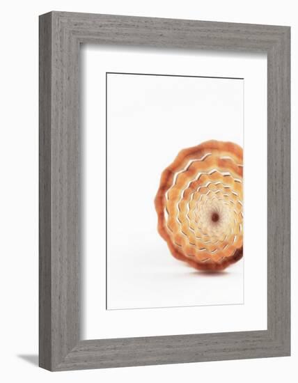 So Pure Collection - Close-up of Mitra Compressum-Philippe Hugonnard-Framed Photographic Print