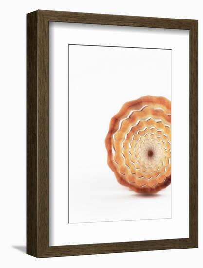 So Pure Collection - Close-up of Mitra Compressum-Philippe Hugonnard-Framed Photographic Print