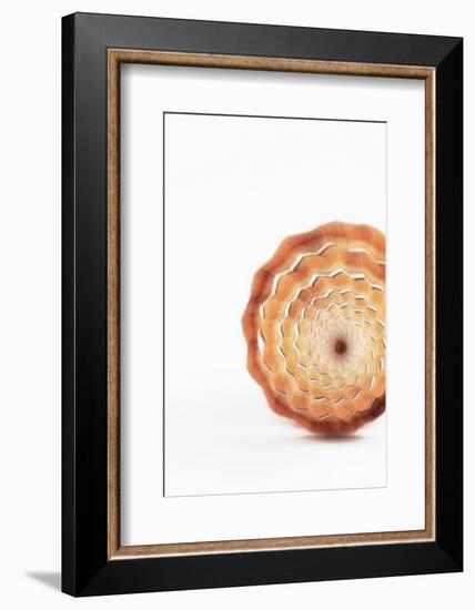 So Pure Collection - Close-up of Mitra Compressum-Philippe Hugonnard-Framed Photographic Print