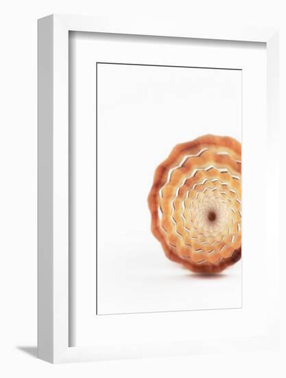 So Pure Collection - Close-up of Mitra Compressum-Philippe Hugonnard-Framed Photographic Print