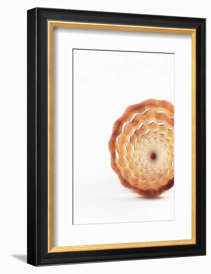 So Pure Collection - Close-up of Mitra Compressum-Philippe Hugonnard-Framed Photographic Print