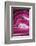 So Pure Collection - Close-up of Pink Agate-Philippe Hugonnard-Framed Photographic Print
