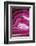 So Pure Collection - Close-up of Pink Agate-Philippe Hugonnard-Framed Photographic Print
