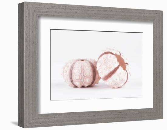 So Pure Collection - Double Seashells II-Philippe Hugonnard-Framed Photographic Print