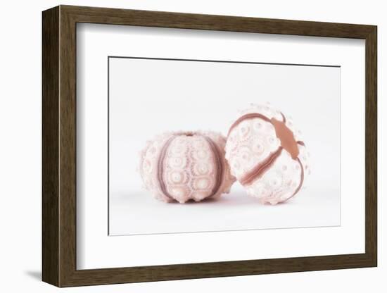 So Pure Collection - Double Seashells II-Philippe Hugonnard-Framed Photographic Print