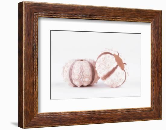 So Pure Collection - Double Seashells II-Philippe Hugonnard-Framed Photographic Print