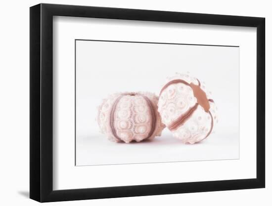So Pure Collection - Double Seashells II-Philippe Hugonnard-Framed Photographic Print
