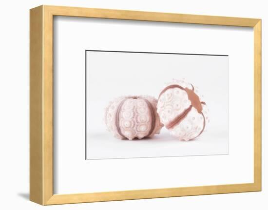 So Pure Collection - Double Seashells II-Philippe Hugonnard-Framed Photographic Print