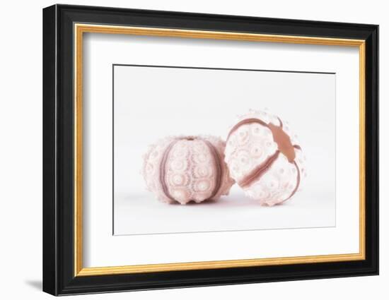 So Pure Collection - Double Seashells II-Philippe Hugonnard-Framed Photographic Print