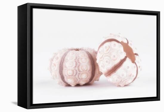 So Pure Collection - Double Seashells II-Philippe Hugonnard-Framed Premier Image Canvas