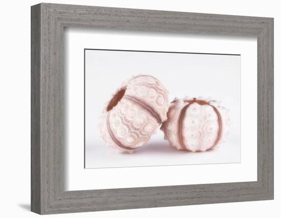 So Pure Collection - Double Seashells-Philippe Hugonnard-Framed Photographic Print