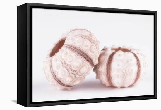 So Pure Collection - Double Seashells-Philippe Hugonnard-Framed Premier Image Canvas