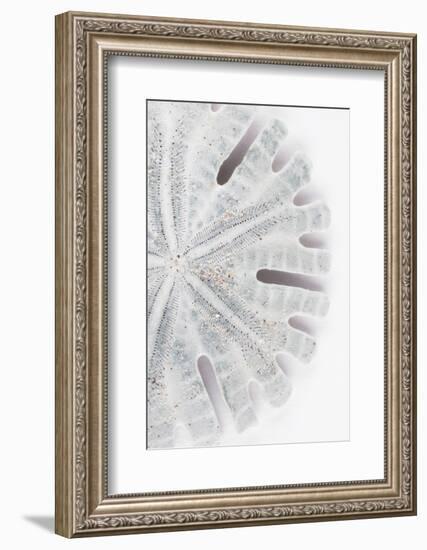 So Pure Collection - Florida Sand Dollar II-Philippe Hugonnard-Framed Photographic Print