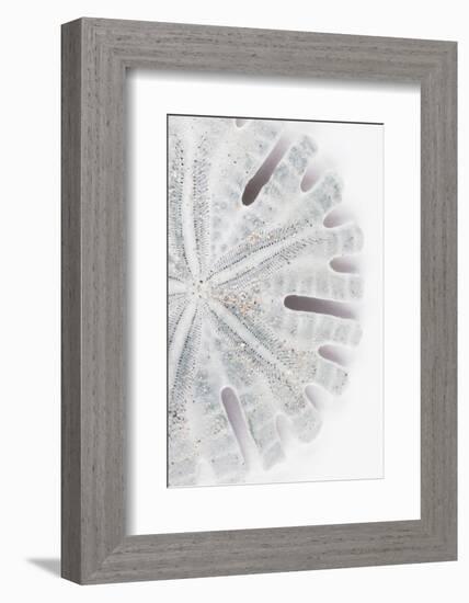 So Pure Collection - Florida Sand Dollar II-Philippe Hugonnard-Framed Photographic Print