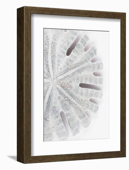 So Pure Collection - Florida Sand Dollar II-Philippe Hugonnard-Framed Photographic Print