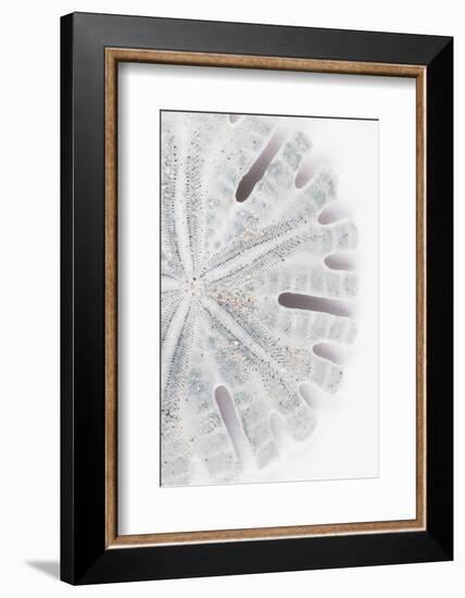 So Pure Collection - Florida Sand Dollar II-Philippe Hugonnard-Framed Photographic Print