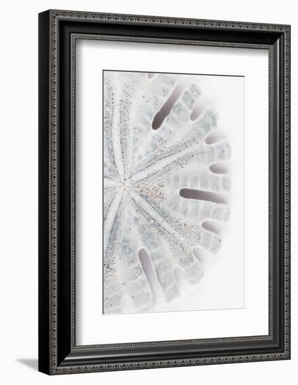 So Pure Collection - Florida Sand Dollar II-Philippe Hugonnard-Framed Photographic Print