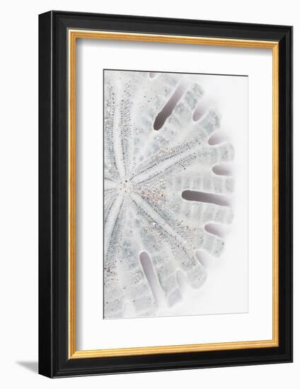 So Pure Collection - Florida Sand Dollar II-Philippe Hugonnard-Framed Photographic Print