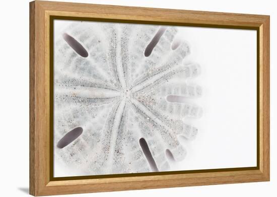 So Pure Collection - Florida Sand Dollar-Philippe Hugonnard-Framed Premier Image Canvas