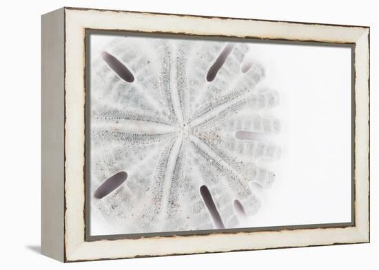 So Pure Collection - Florida Sand Dollar-Philippe Hugonnard-Framed Premier Image Canvas