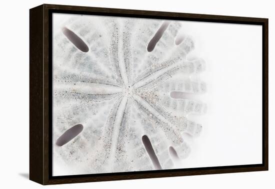 So Pure Collection - Florida Sand Dollar-Philippe Hugonnard-Framed Premier Image Canvas