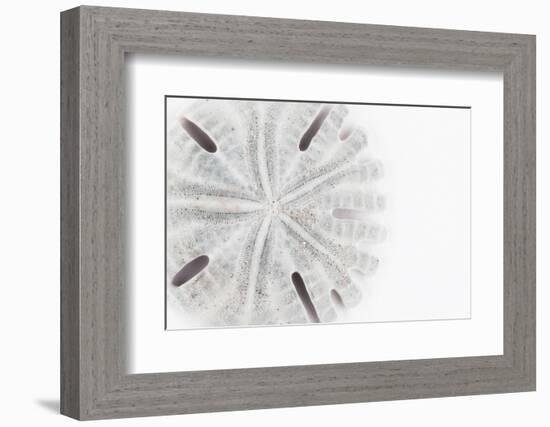 So Pure Collection - Florida Sand Dollar-Philippe Hugonnard-Framed Photographic Print