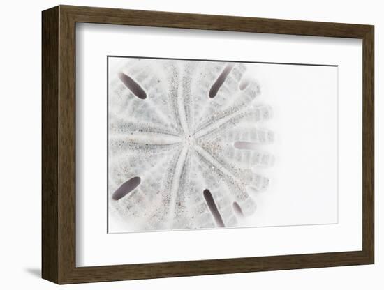 So Pure Collection - Florida Sand Dollar-Philippe Hugonnard-Framed Photographic Print