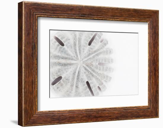 So Pure Collection - Florida Sand Dollar-Philippe Hugonnard-Framed Photographic Print