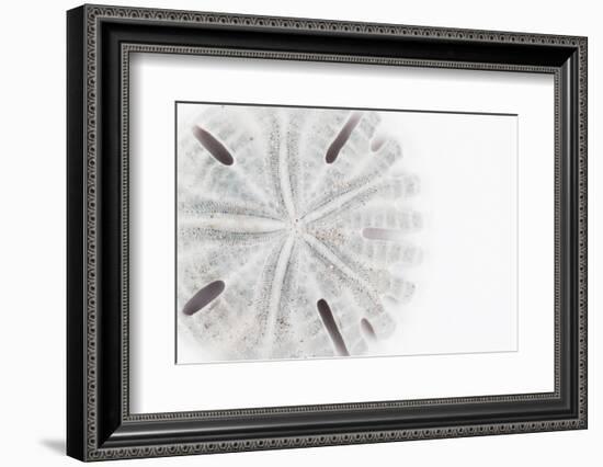 So Pure Collection - Florida Sand Dollar-Philippe Hugonnard-Framed Photographic Print