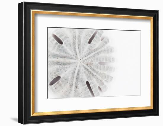 So Pure Collection - Florida Sand Dollar-Philippe Hugonnard-Framed Photographic Print