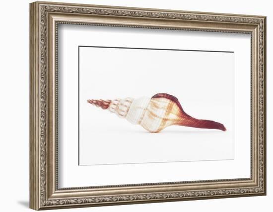 So Pure Collection - Fusinus Colus Seashell II-Philippe Hugonnard-Framed Photographic Print